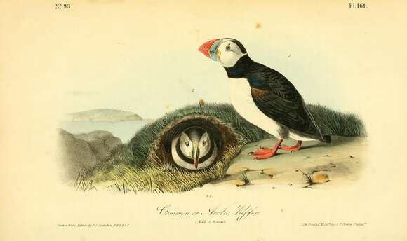 Image of Puffin