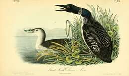 Image of loons