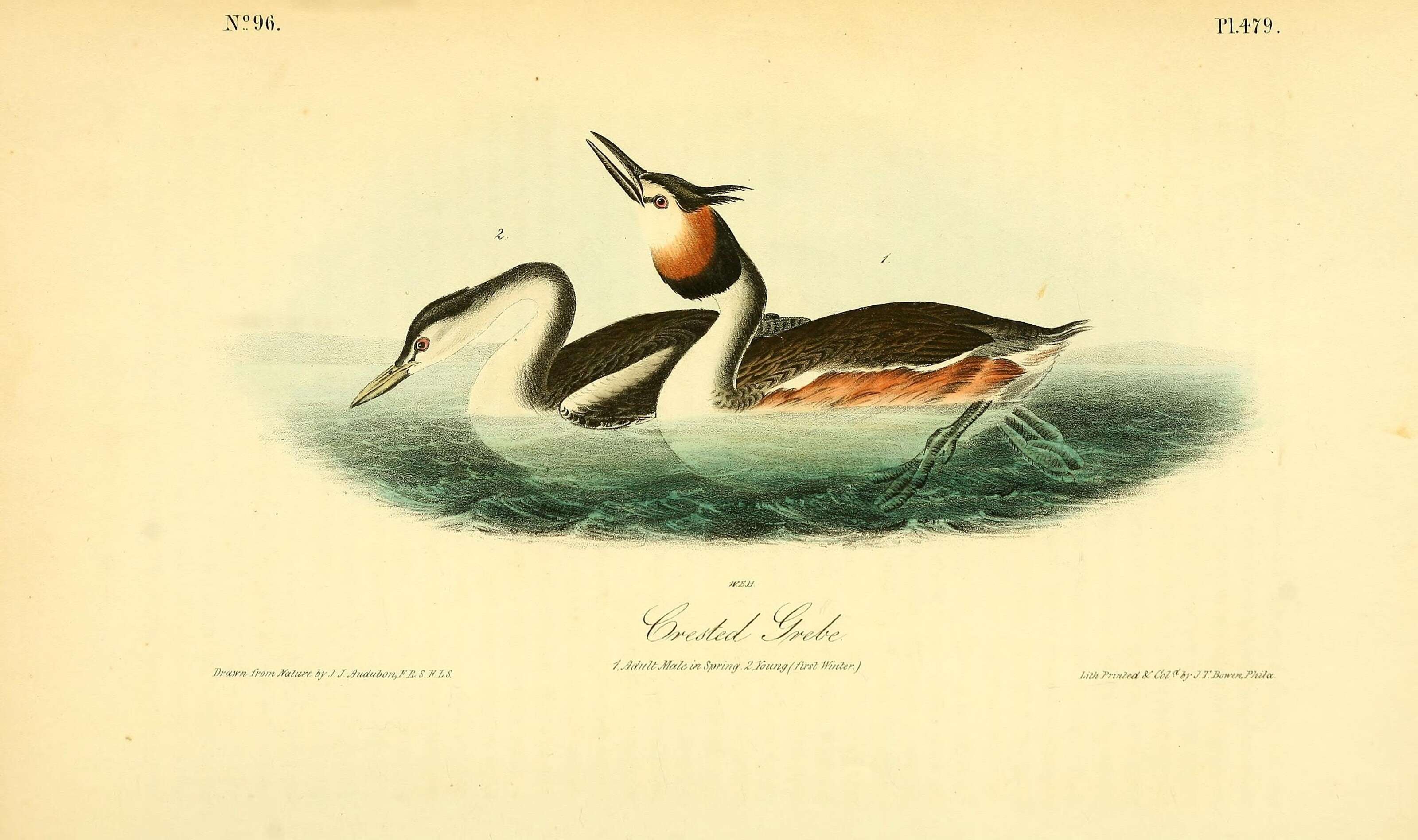 Image of Podiceps Latham 1787