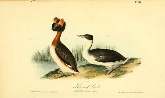 Image of Podiceps Latham 1787