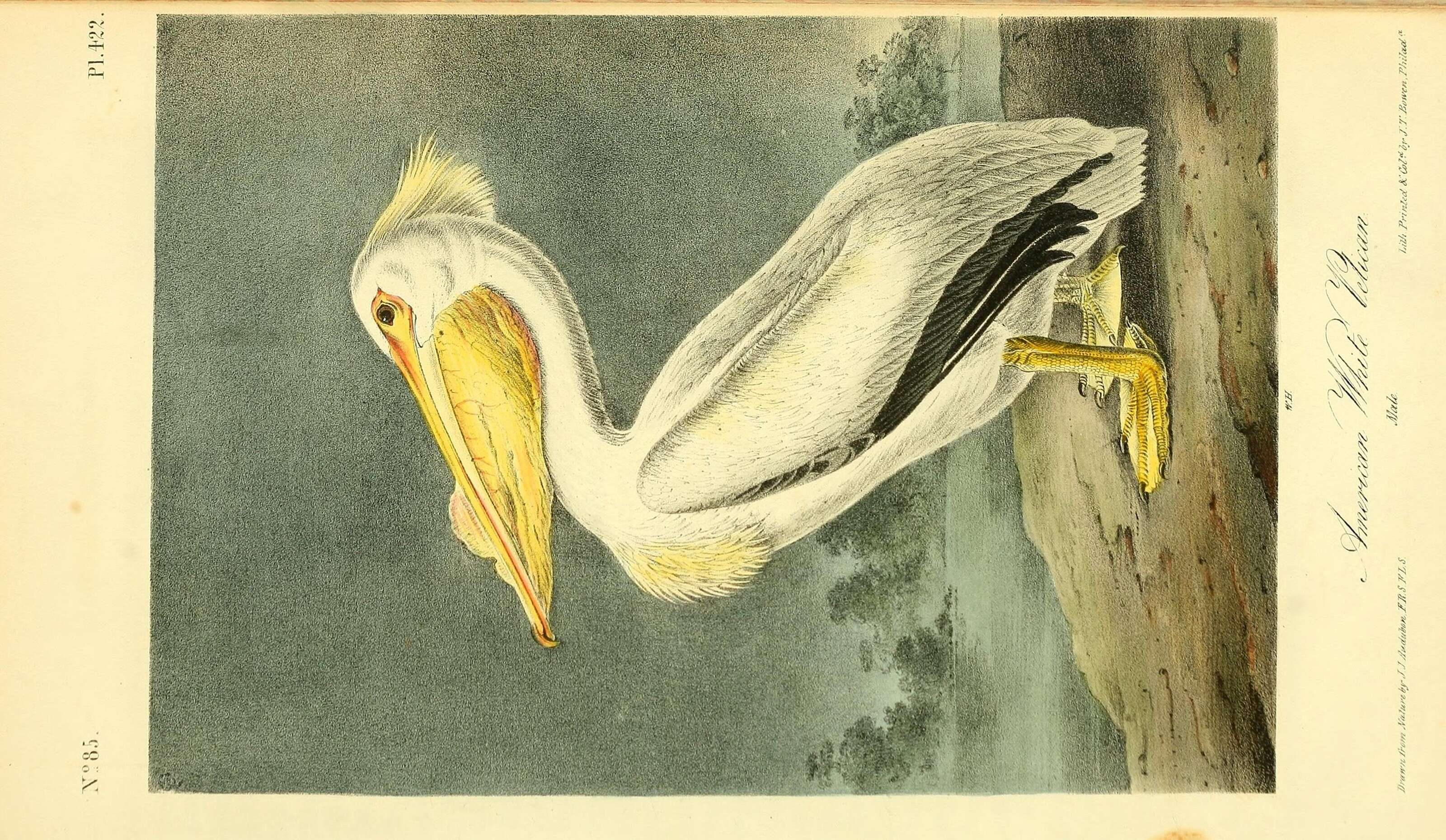 Image of American White Pelican