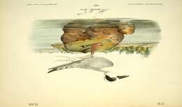 Image of Forster's Tern
