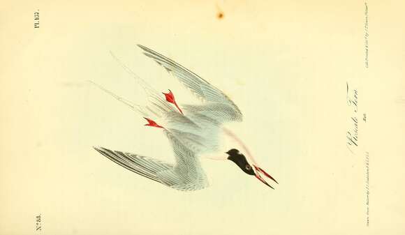 Image of Roseate Tern