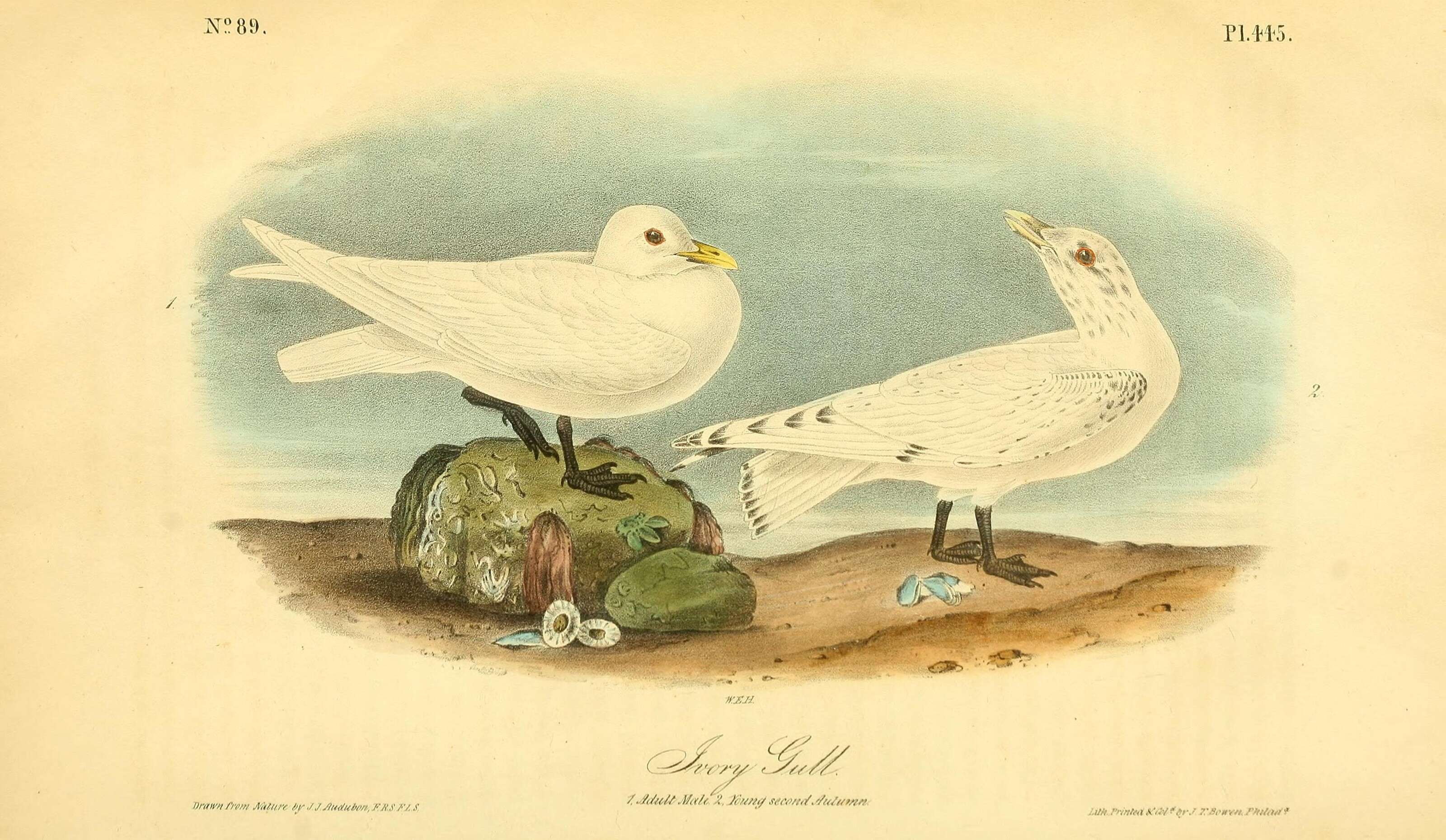 Image of Pagophila Kaup 1829