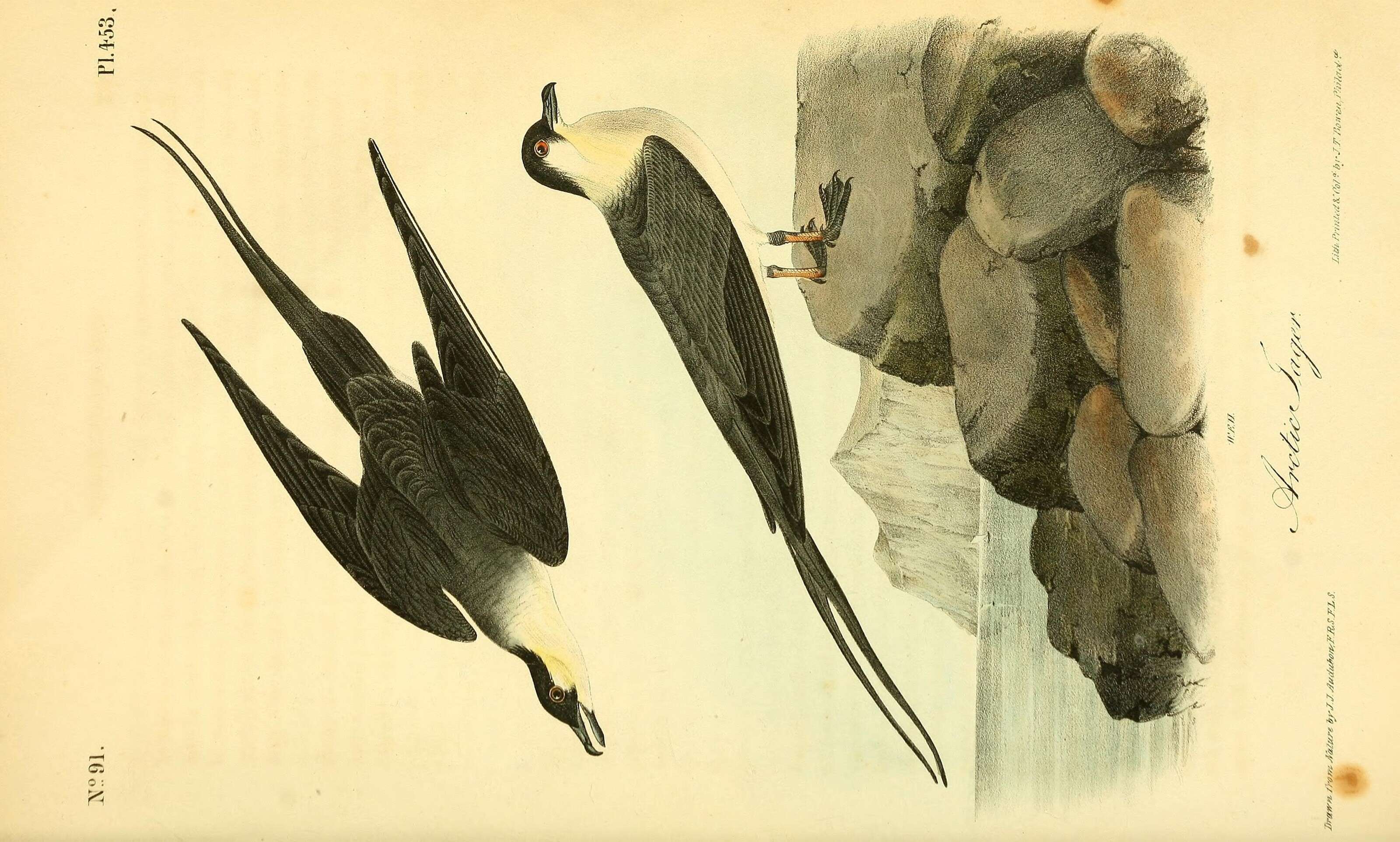 Image of Long-tailed Jaeger