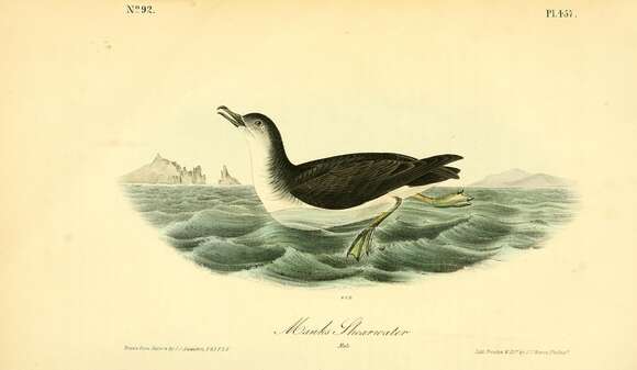 Image of Manx Shearwater