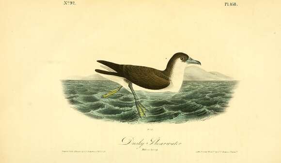 Image of Puffinus iherminieri