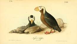 Image of Tufted Puffin