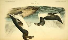 Imagem de Pinguinus Bonnaterre 1791