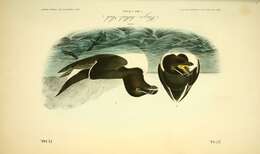 Image of Lesser auk