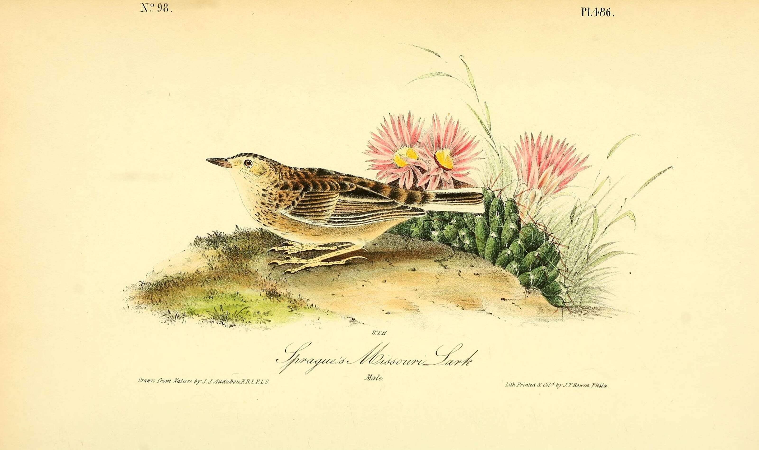 Image of Sprague's pipit