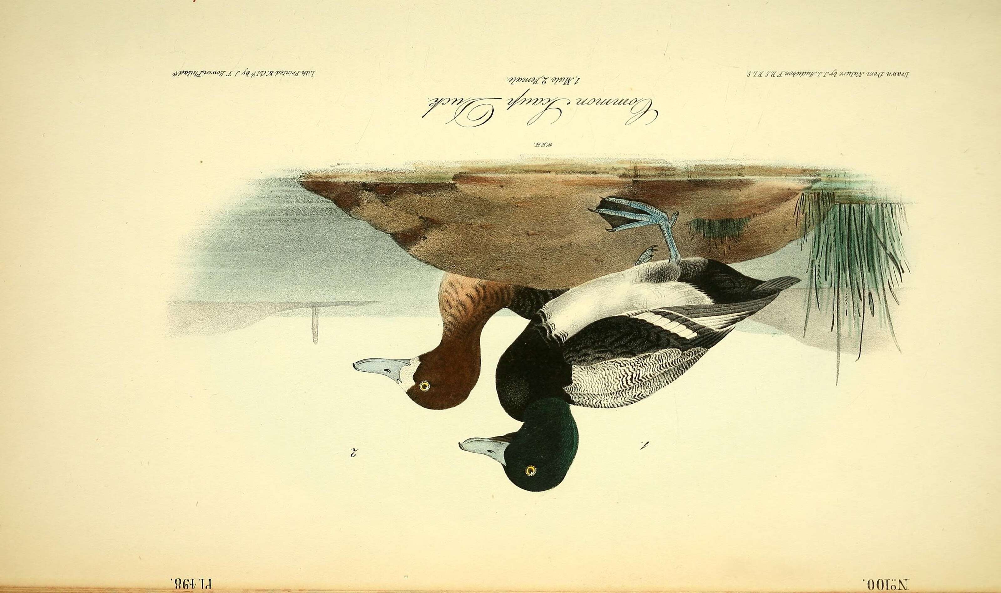 Image of Greater Scaup