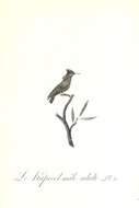 Lophornis ornatus (Boddaert 1783) resmi