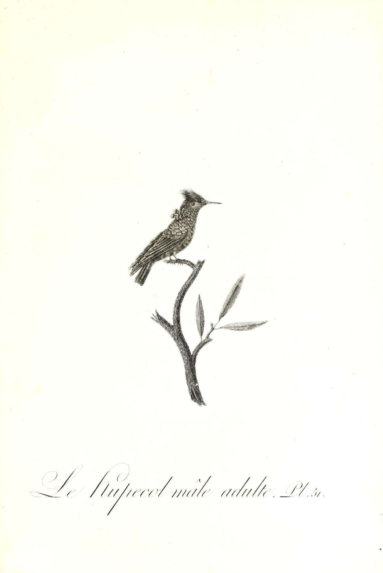 Lophornis ornatus (Boddaert 1783) resmi