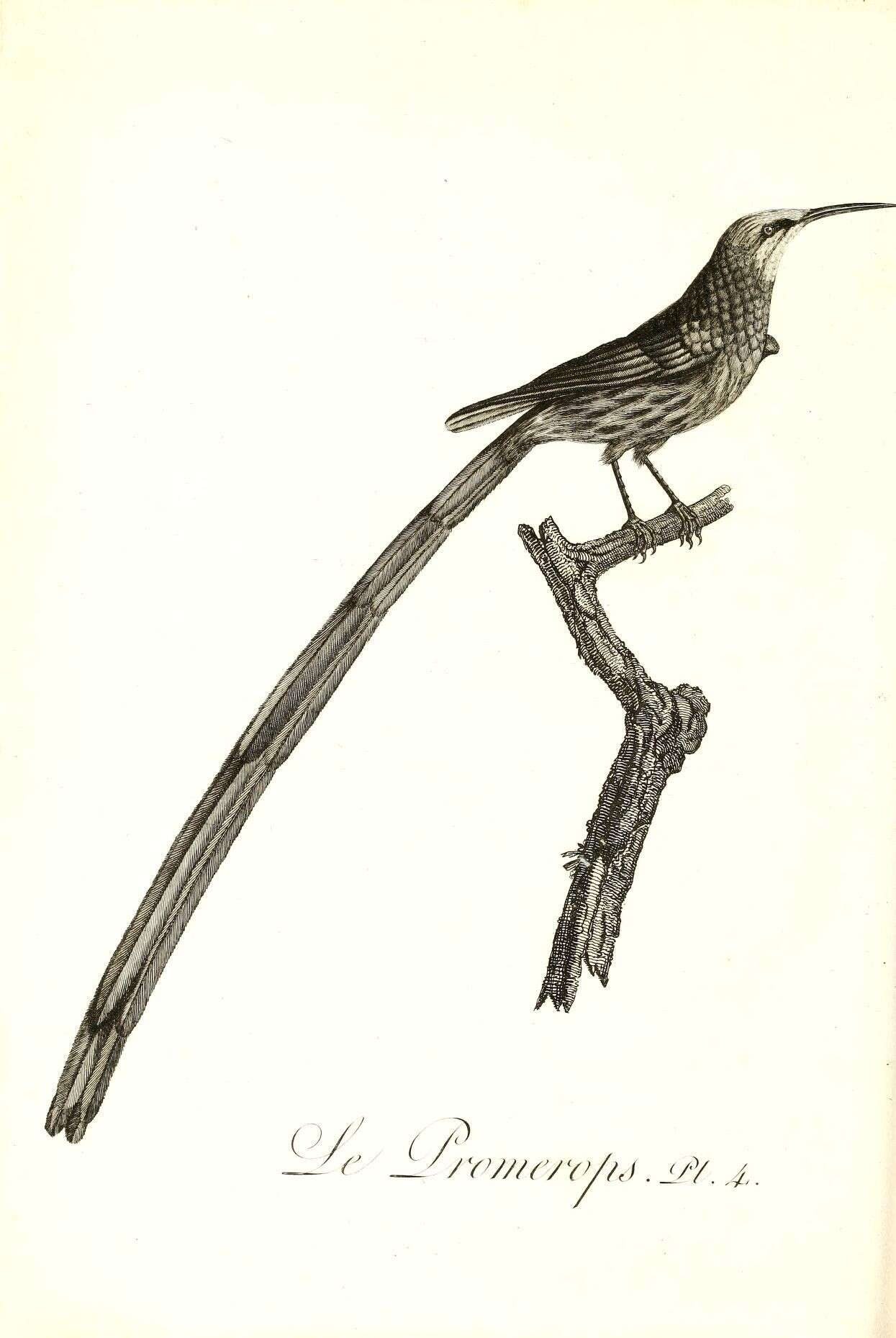 Image of Sugarbird