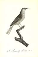 Image of <i>Figulus albogularis</i> Spix 1824