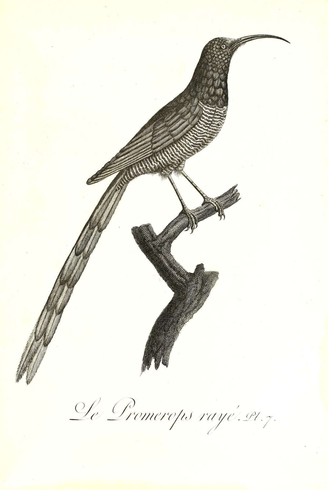 Image of Epimachus Cuvier 1816