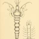 Image of Nototanais antarcticus (Hodgson 1902)