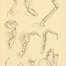 Image of Notopais spinosa (Hodgson 1902)