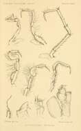 Image of Notopais spinosa (Hodgson 1902)