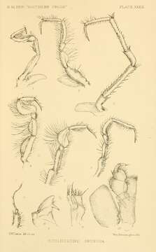 Image of Notopais spinosa (Hodgson 1902)