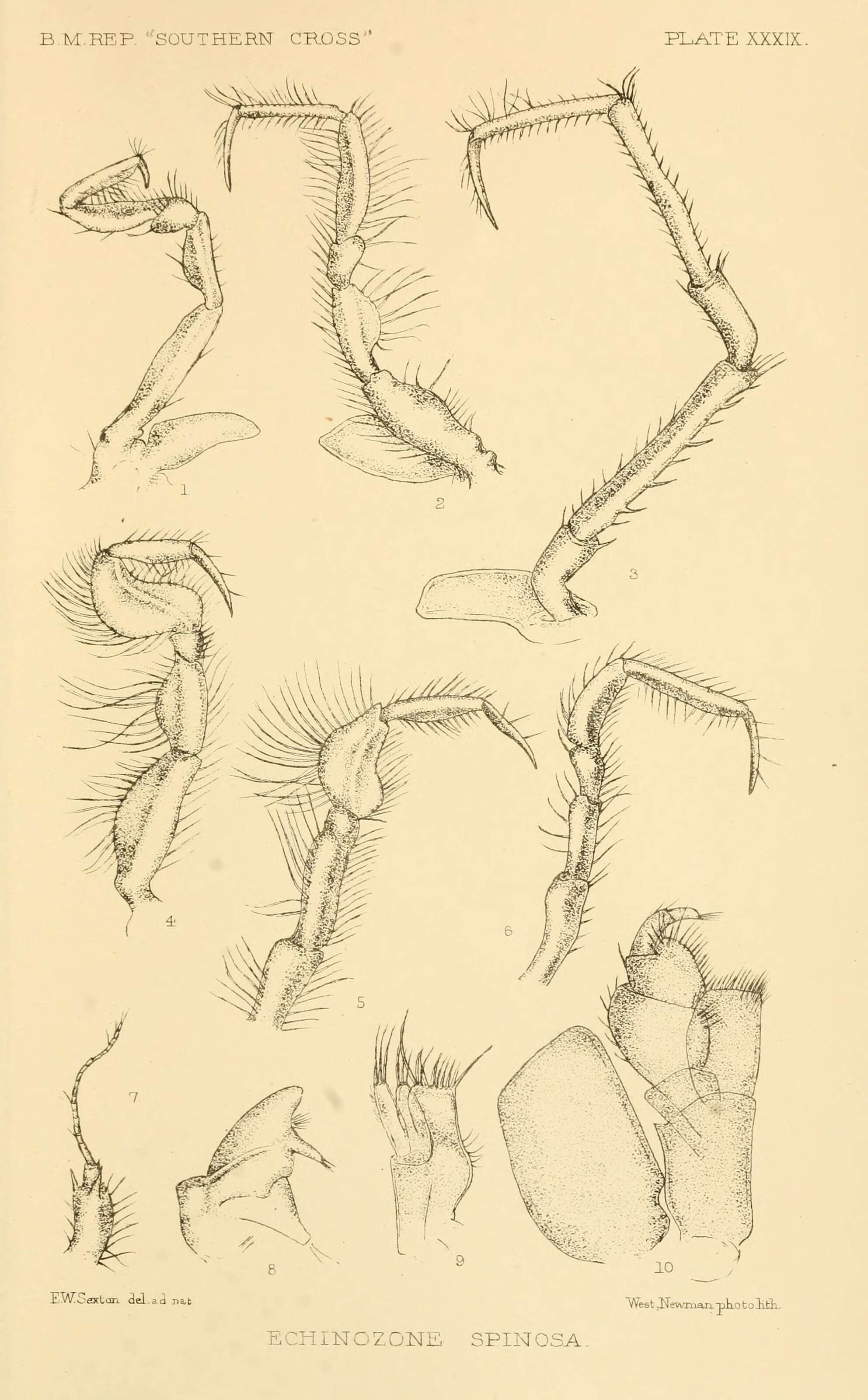 صورة Notopais spinosa (Hodgson 1902)