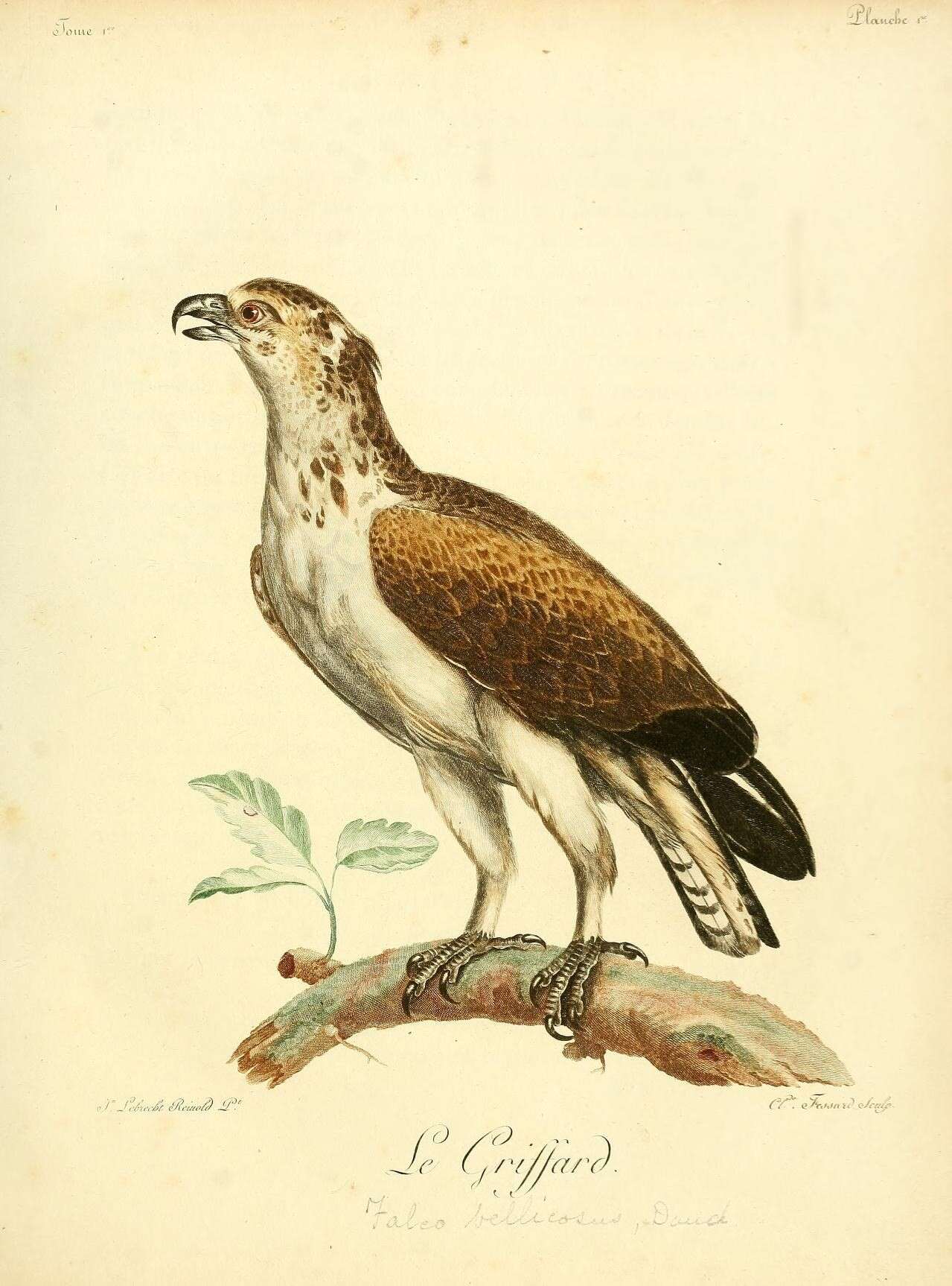 Image of Polemaetus Heine 1890