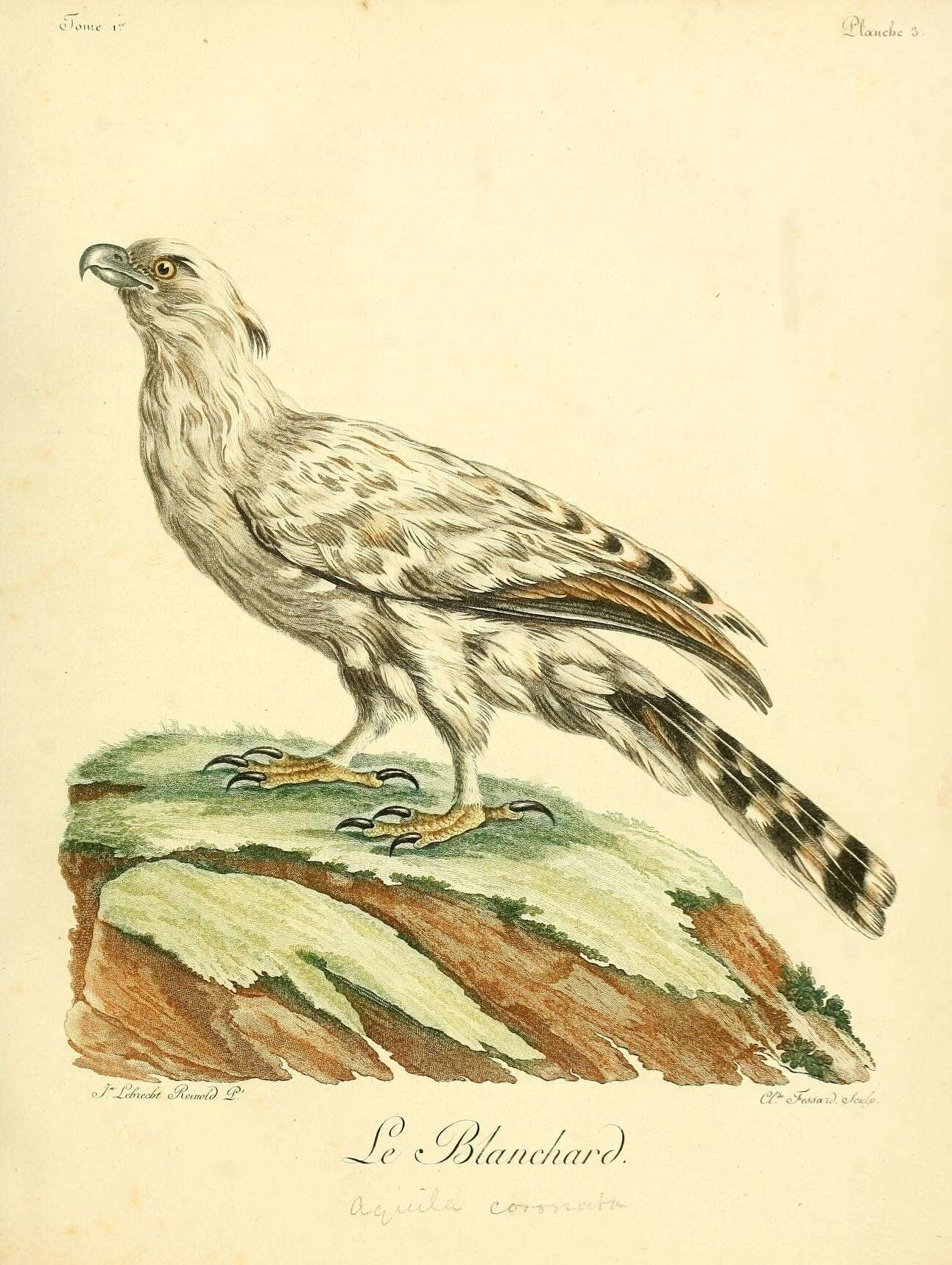 Image of Stephanoaetus Sclater & WL 1922