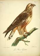 Image of Rough-legged Buzzard