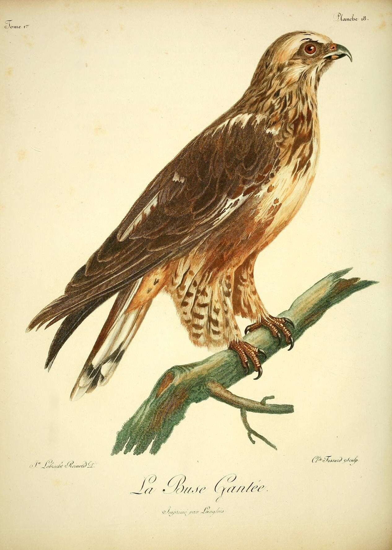 Image of Rough-legged Buzzard