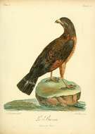 Image of Rufous Crab Hawk