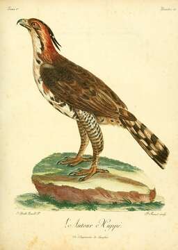 Image of Ornate Hawk-Eagle