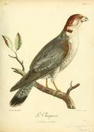 Image of Red-headed Falcon