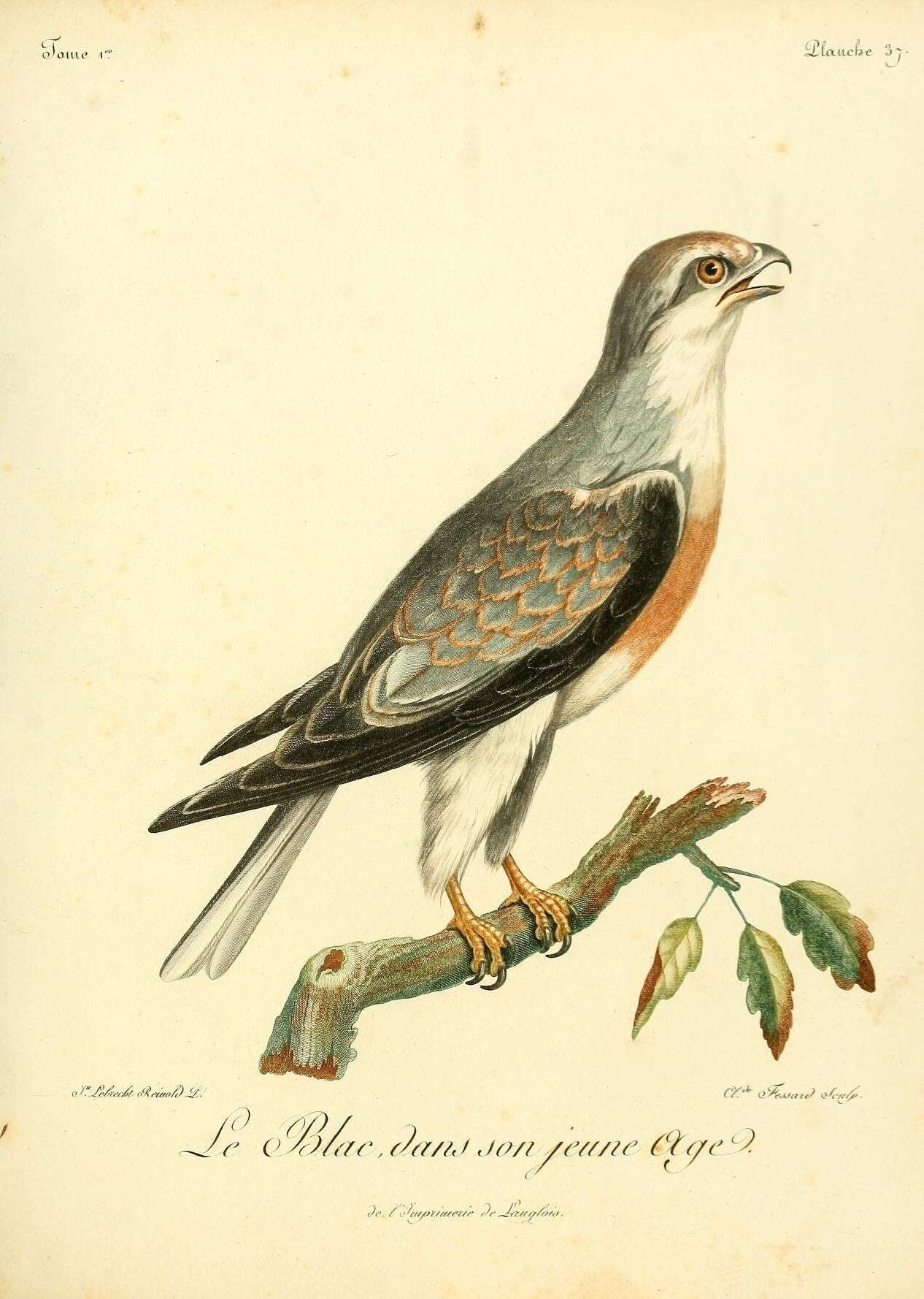 Image of Black-shouldered Kite