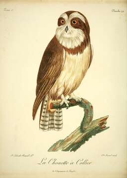 Image of Band-bellied Owl