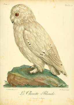 Imagem de Bubo scandiacus (Linnaeus 1758)