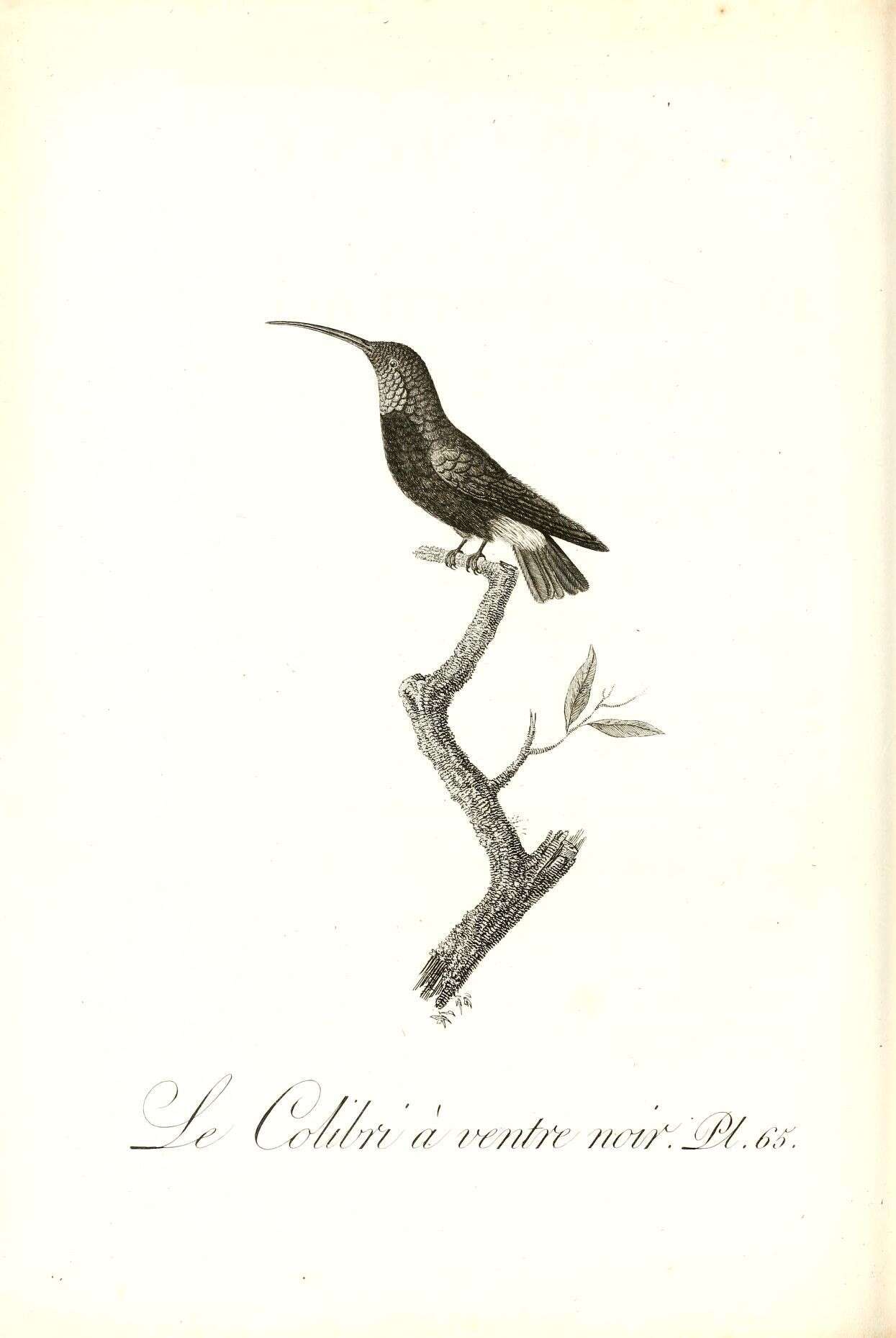 Image of Eulampis Boie & F 1831