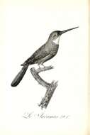 Image of Green-tailed Jacamar