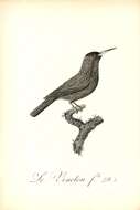 Слика од Galbula albirostris Latham 1790