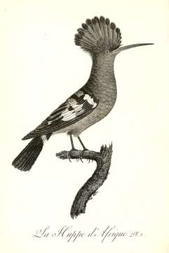 صورة Upupa Linnaeus 1758