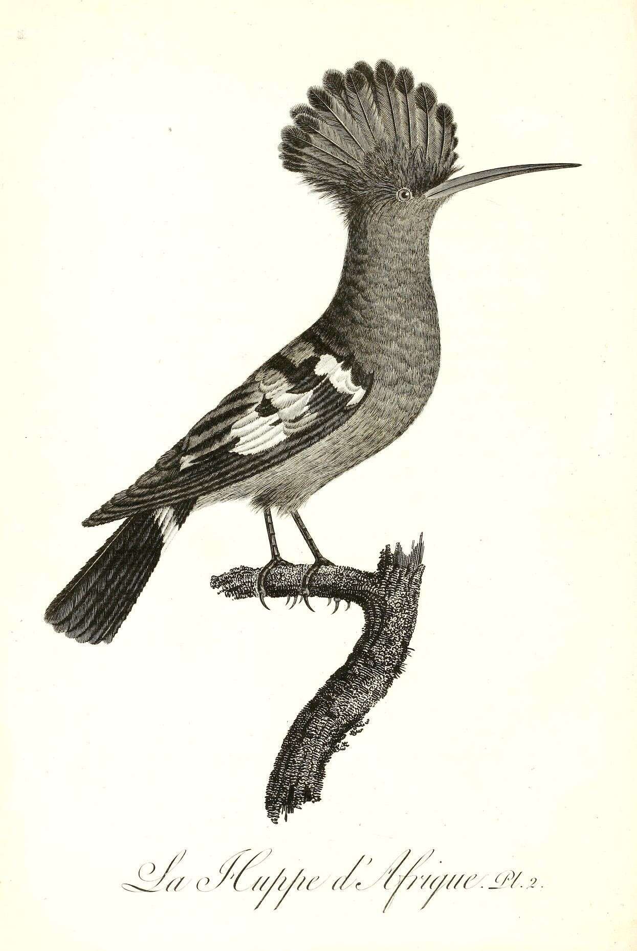 Image of Upupa Linnaeus 1758