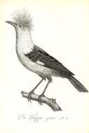 Image of Hoopoe Starling