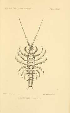 Image of Antarcturus polaris (Hodgson 1902)