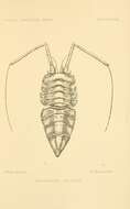 Plancia ëd Notopais spinosa (Hodgson 1902)