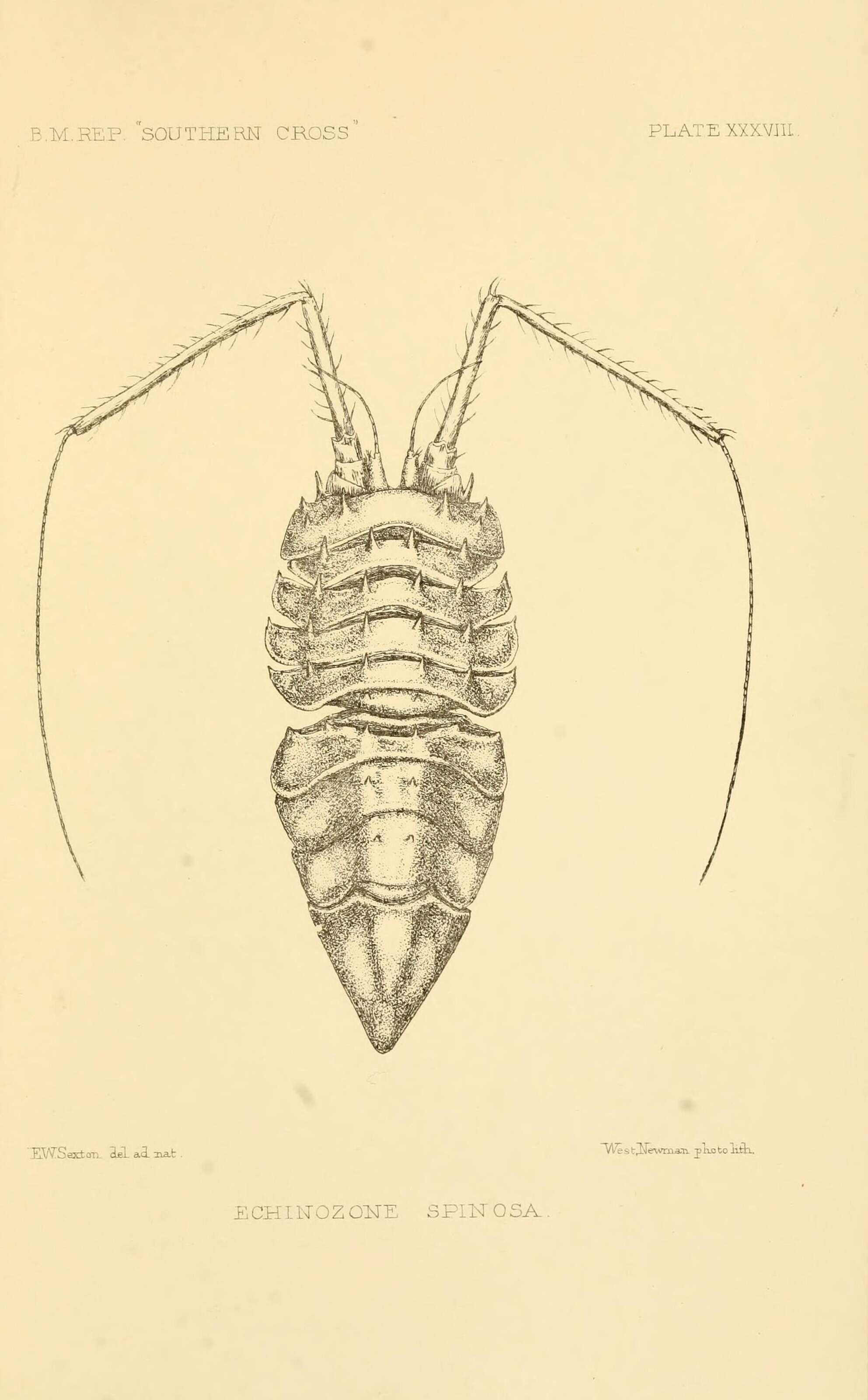 صورة Notopais spinosa (Hodgson 1902)