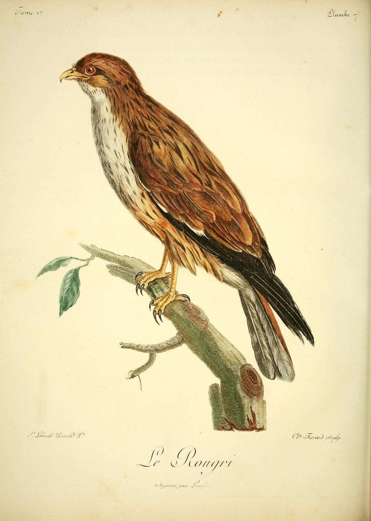 Image of Buteo buteo vulpinus (Gloger 1833)