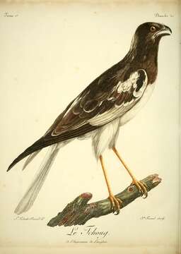 Image of Pied Harrier