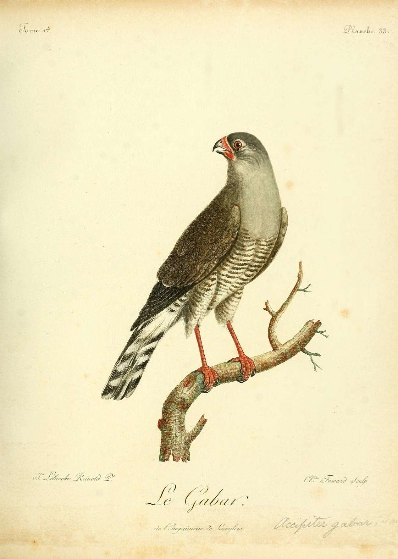 Imagem de Micronisus Gray & GR 1840