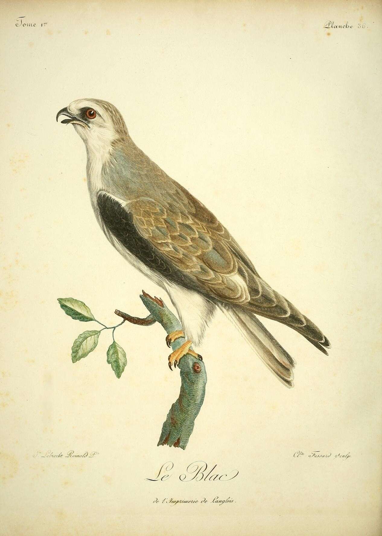 Image of Black-shouldered Kite