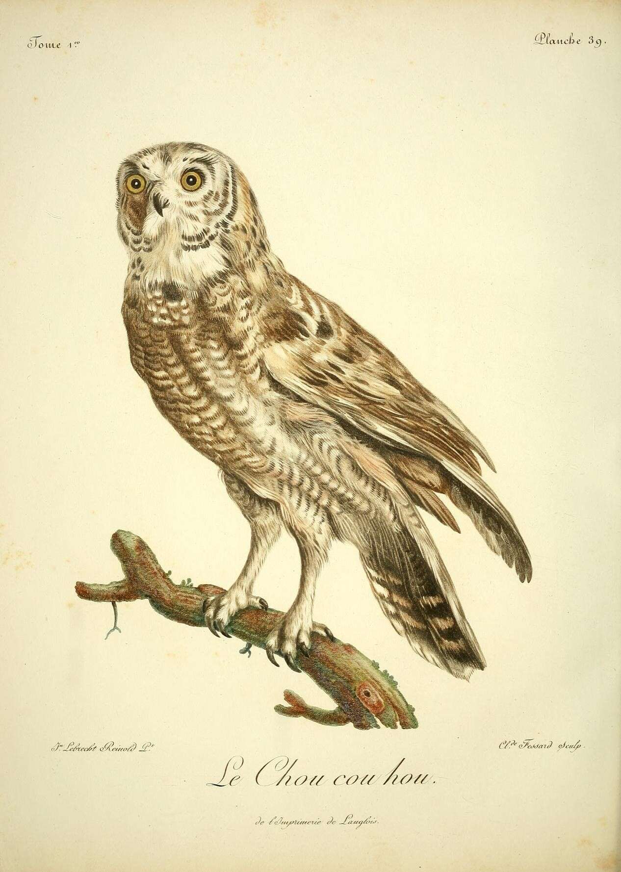 Image of Marsh Owl